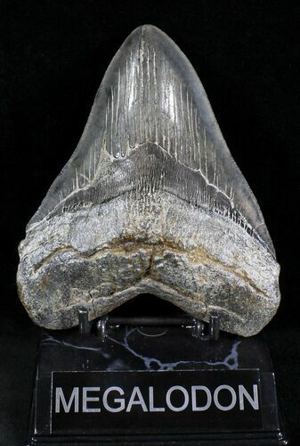 Large, Megalodon Tooth - Morgan River, SC #23565